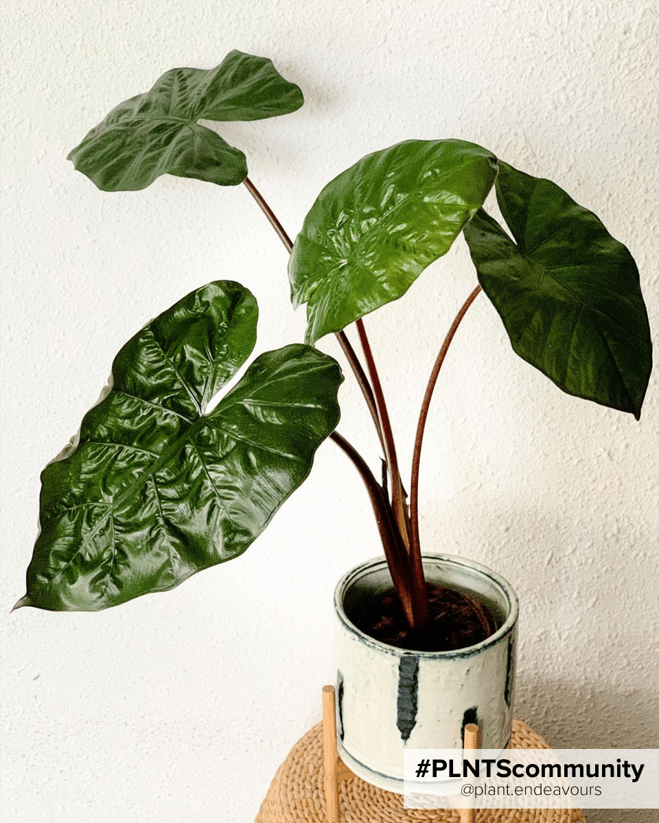 Alocasia Elefantenohr Yucatan Princess