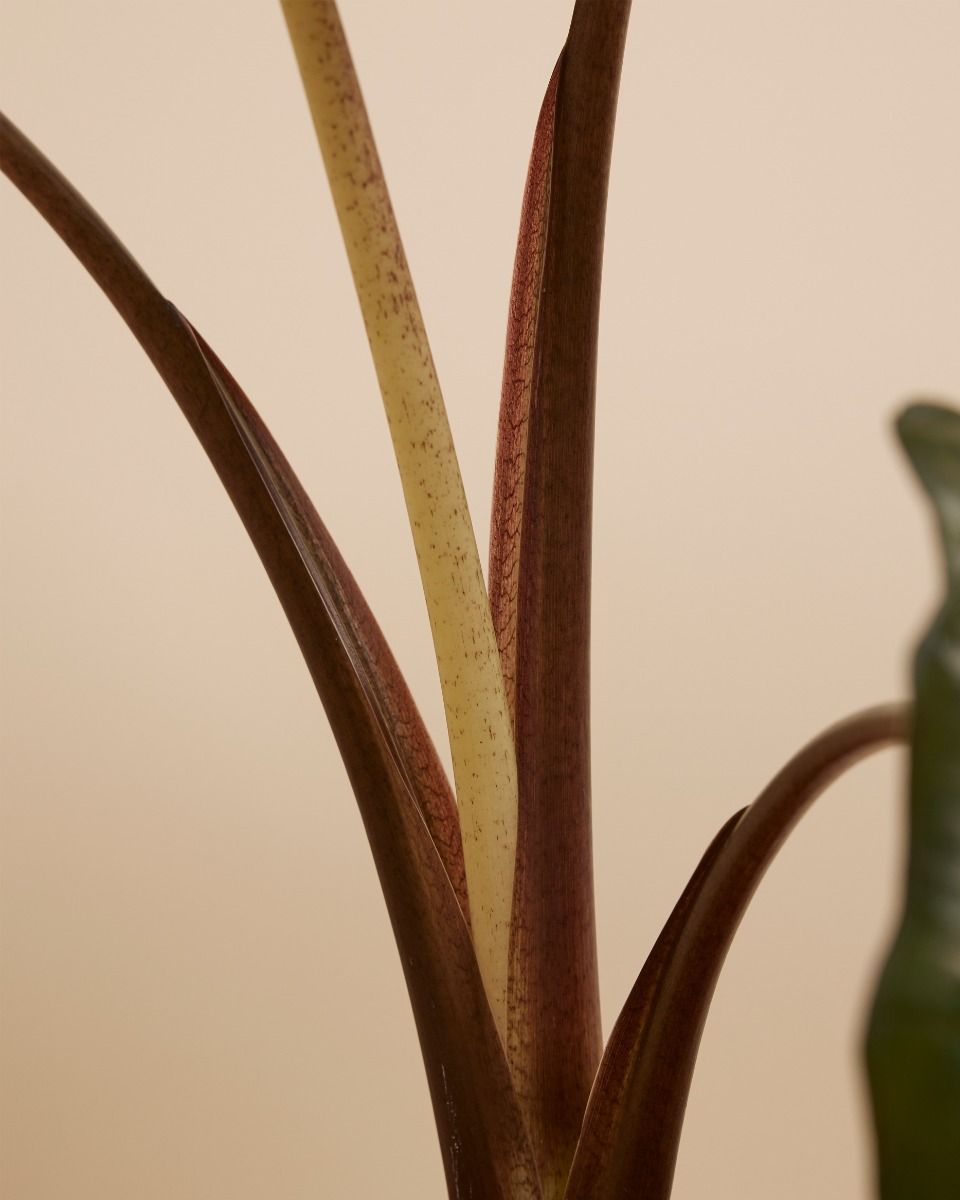 Alocasia Elefantenohr Yucatan Princess