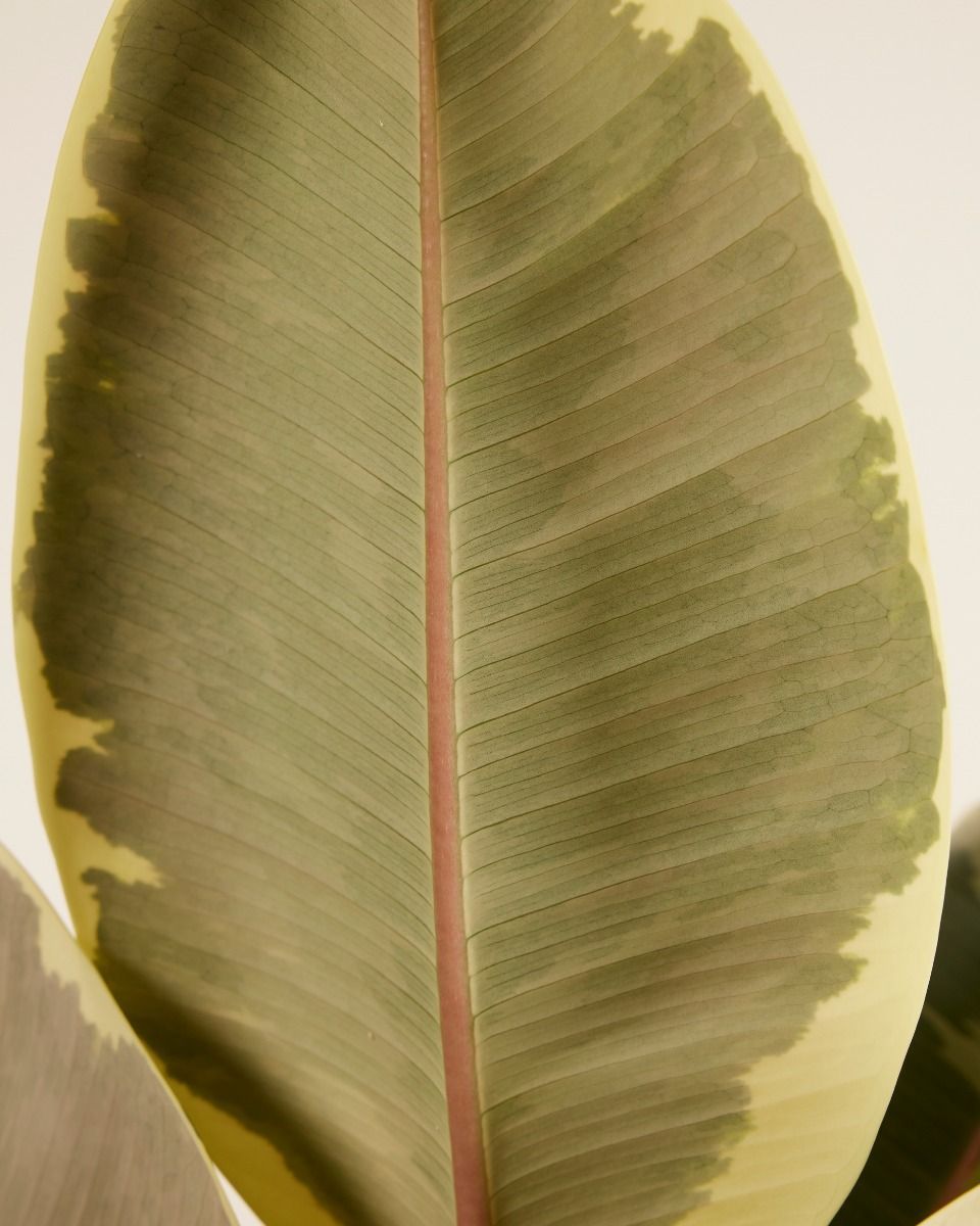 Ficus Rubber tree plant Tineke