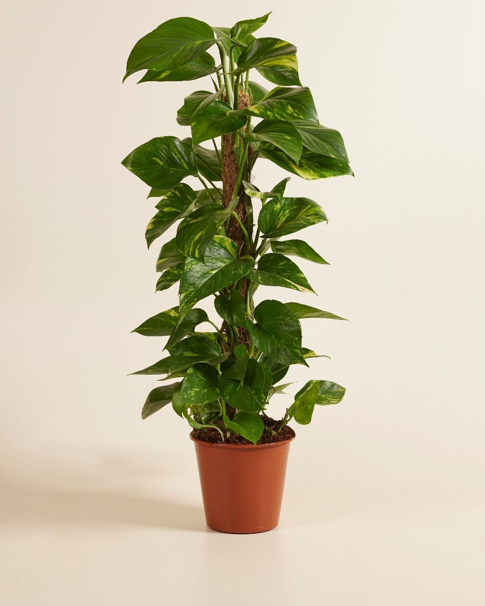 Scindapsus Pothos Scindapsus
