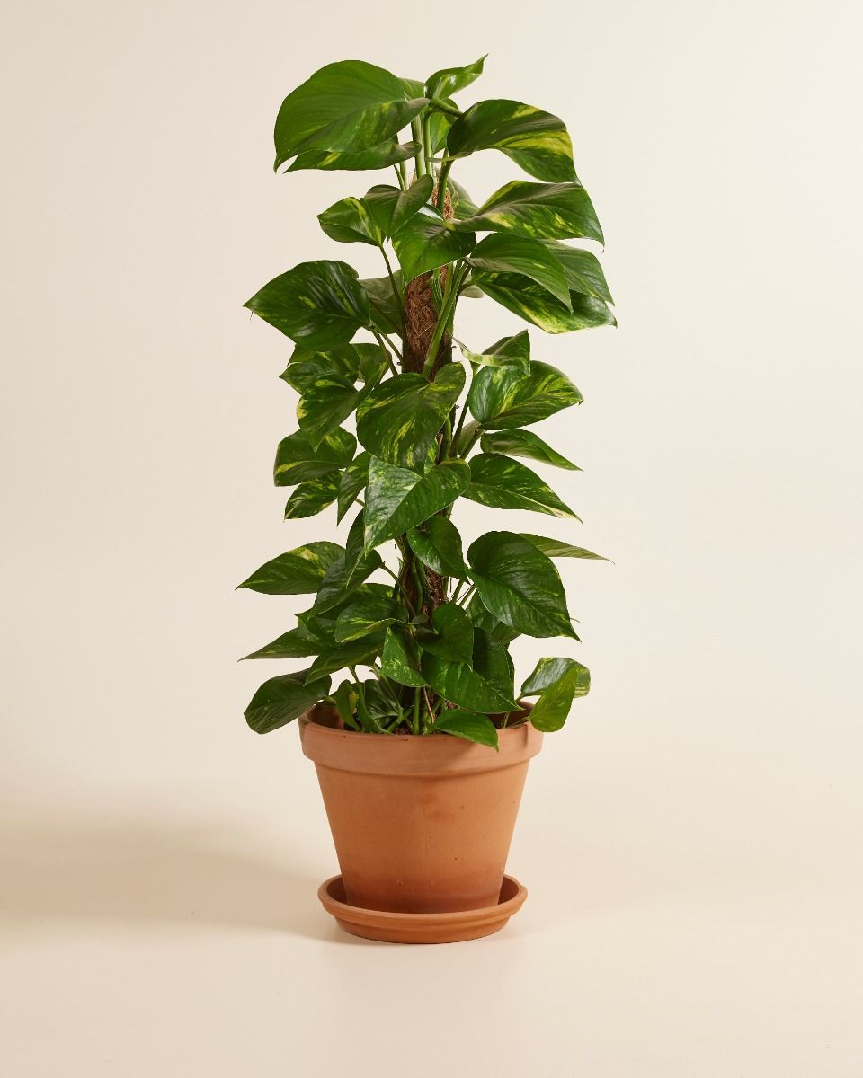 Scindapsus Pothos Scindapsus