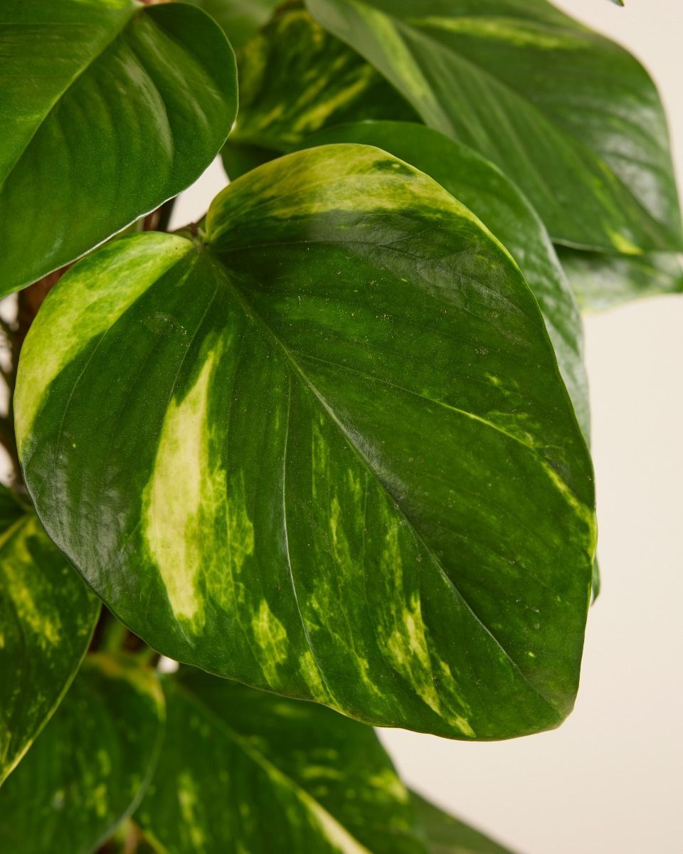 Scindapsus Pothos Scindapsus