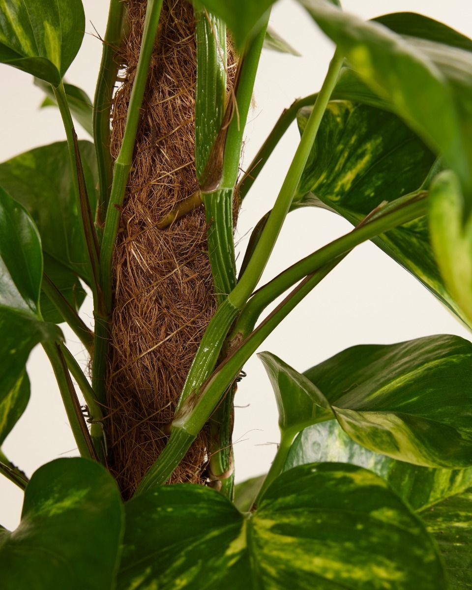 Scindapsus Pothos Scindapsus