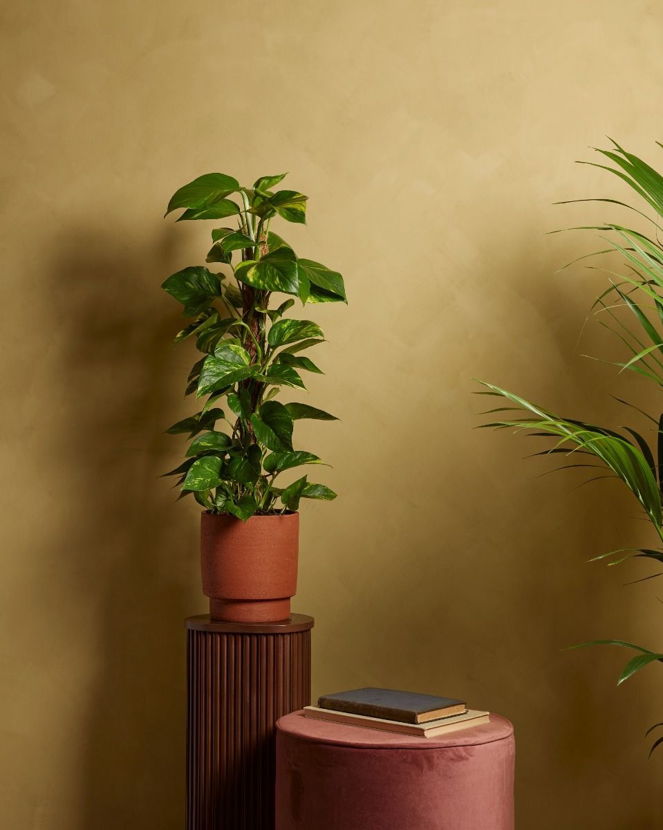 Scindapsus Pothos Scindapsus