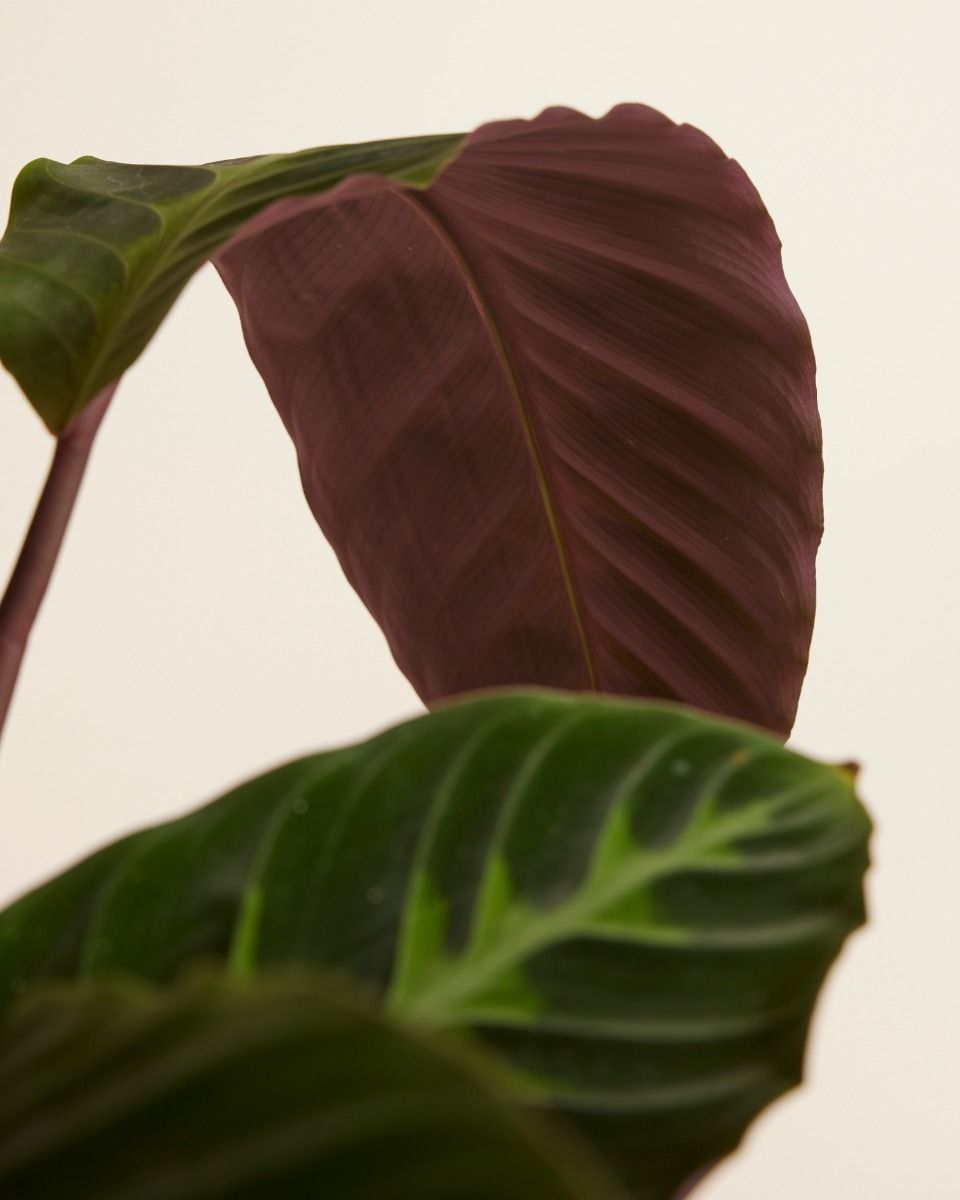 Calathea Pfeilwurze Warscewiczii
