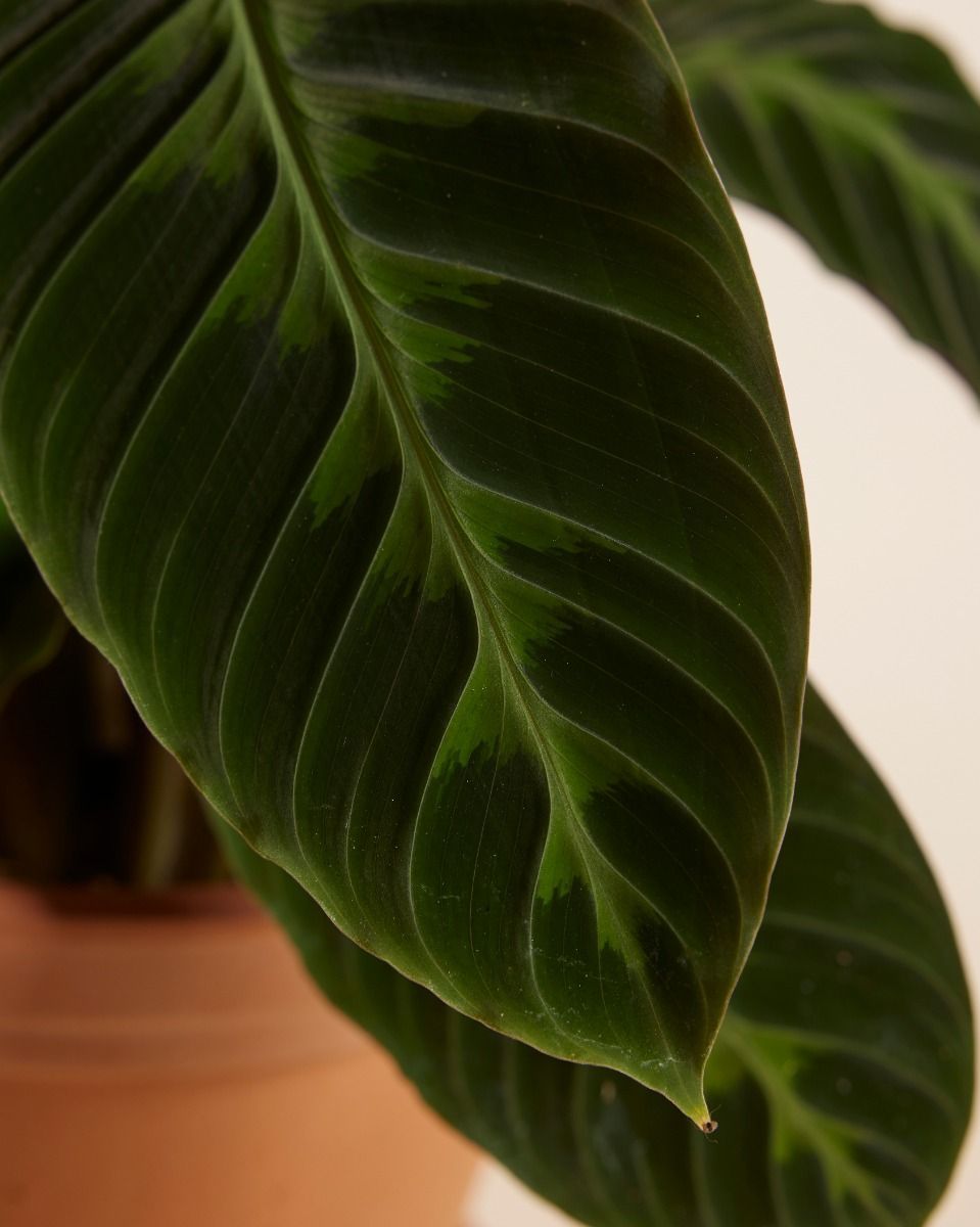 Calathea Pfeilwurze Warscewiczii