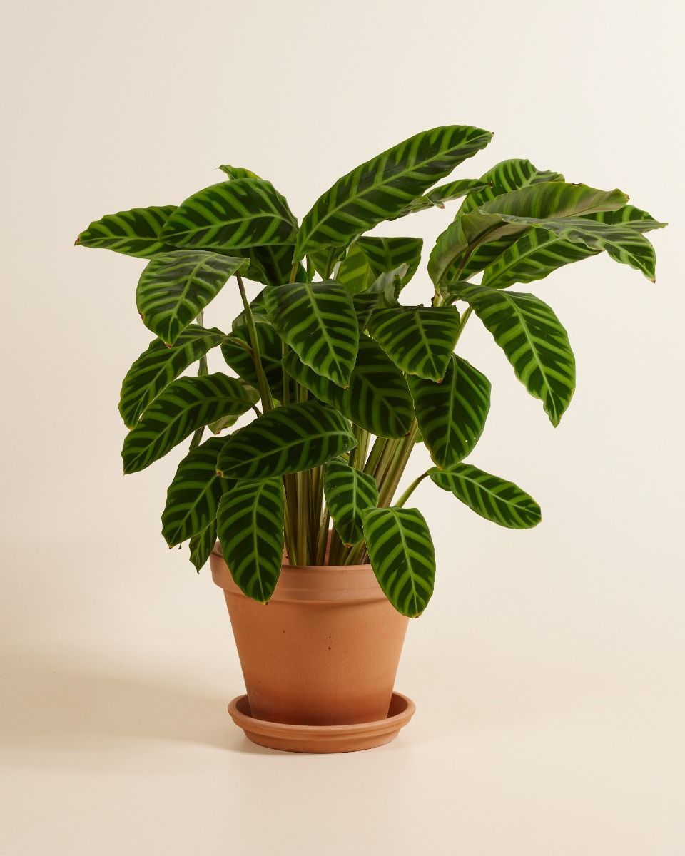 Calathea Pfeilwurze Zebrina