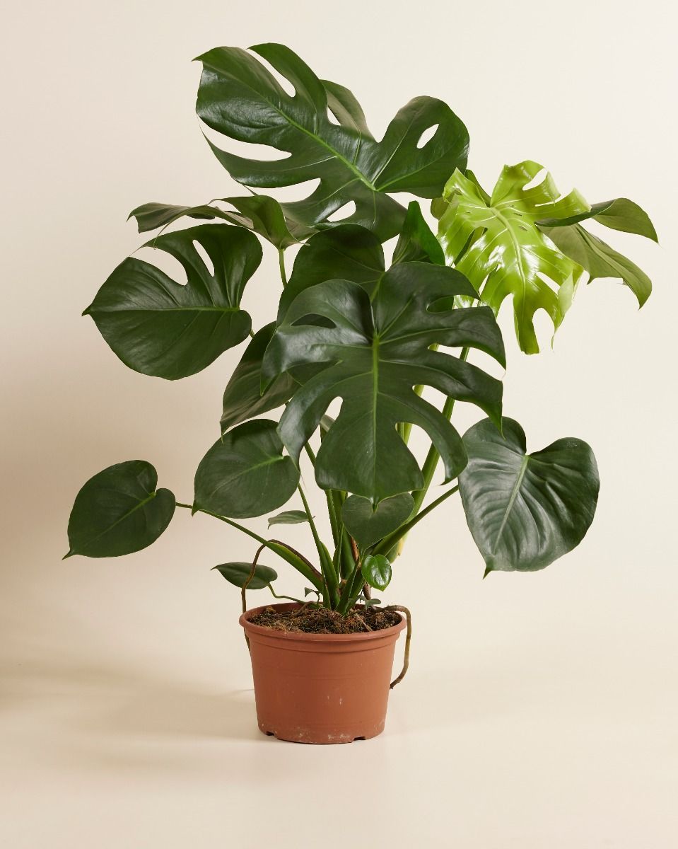 Monstera Deliciosa Fensterblatt Fensterblatt