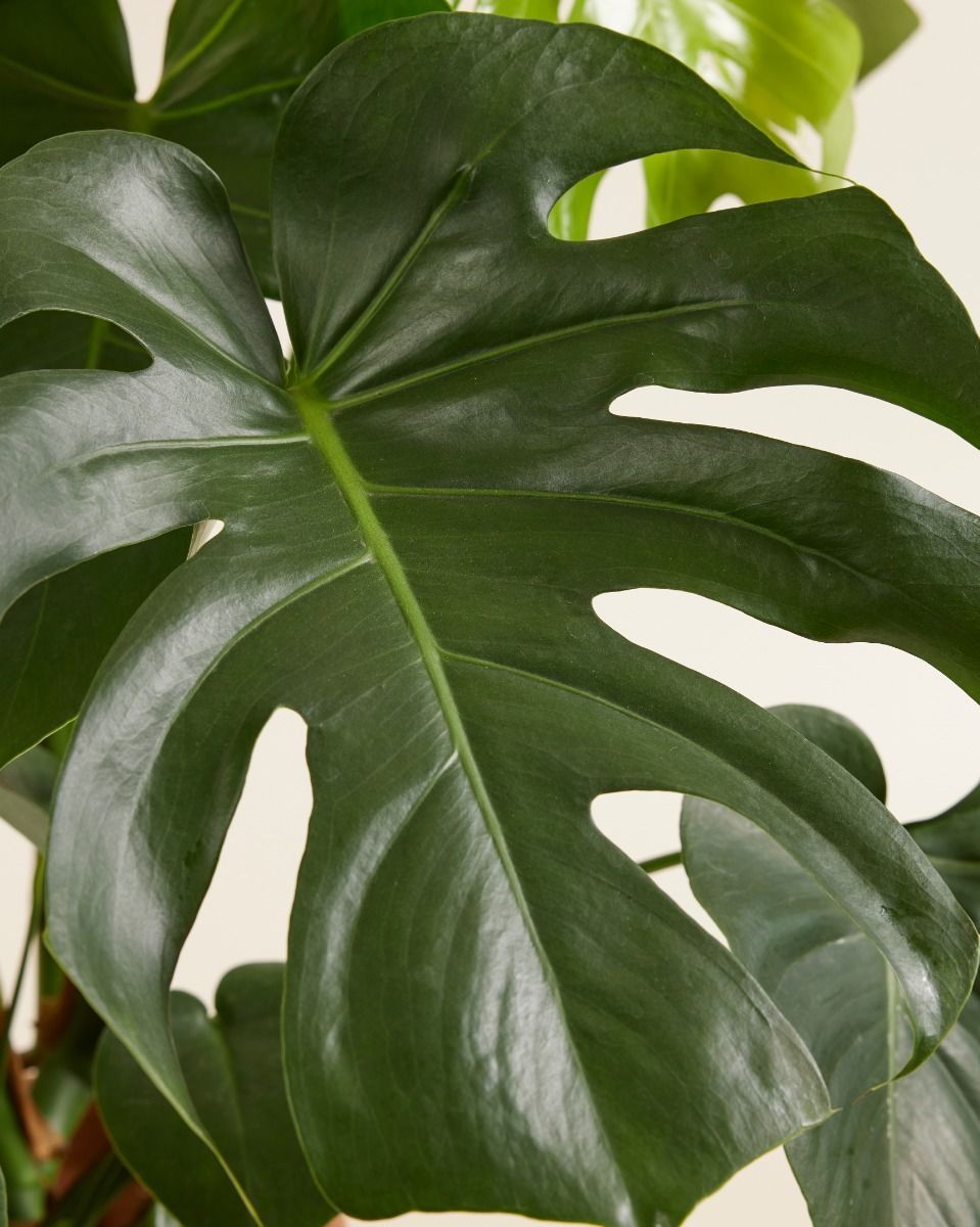 Monstera Deliciosa Fensterblatt Fensterblatt