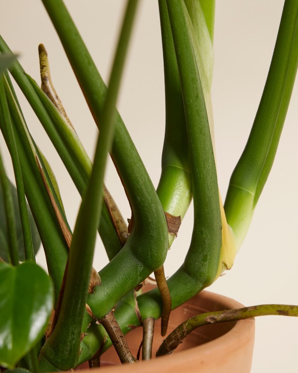 Monstera Deliciosa Fensterblatt Fensterblatt