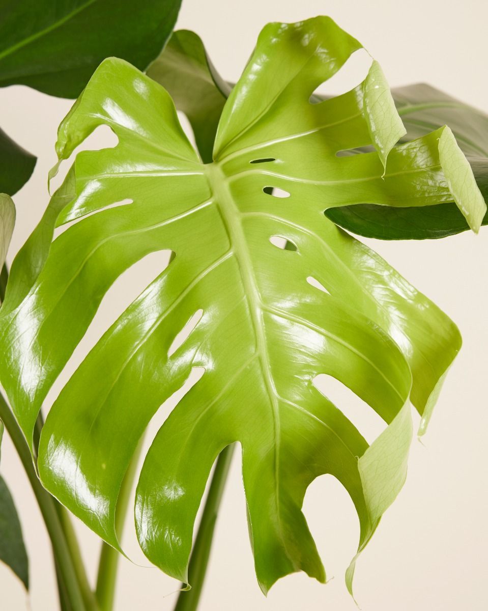 Monstera Deliciosa Fensterblatt Fensterblatt