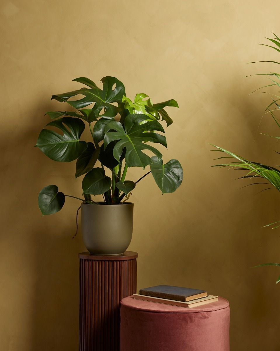 Monstera Deliciosa Fensterblatt Fensterblatt