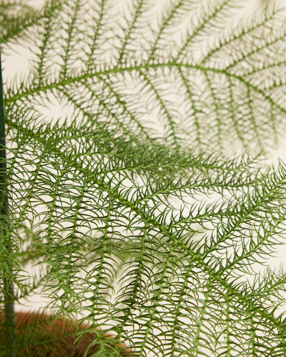 Araucaria Norfolk Island Pine Heterophylla