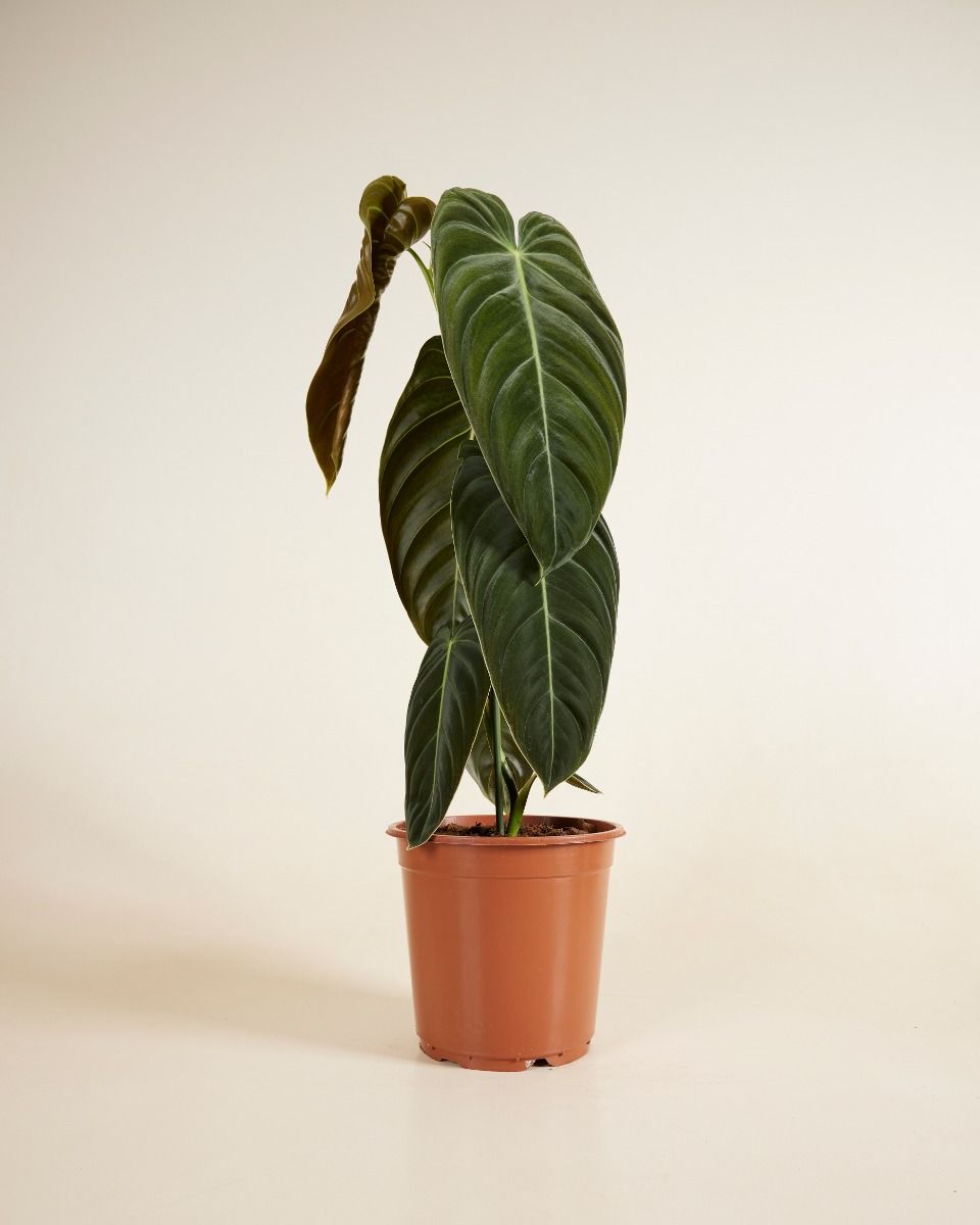 Philodendron Baumfreund Melanochrysum
