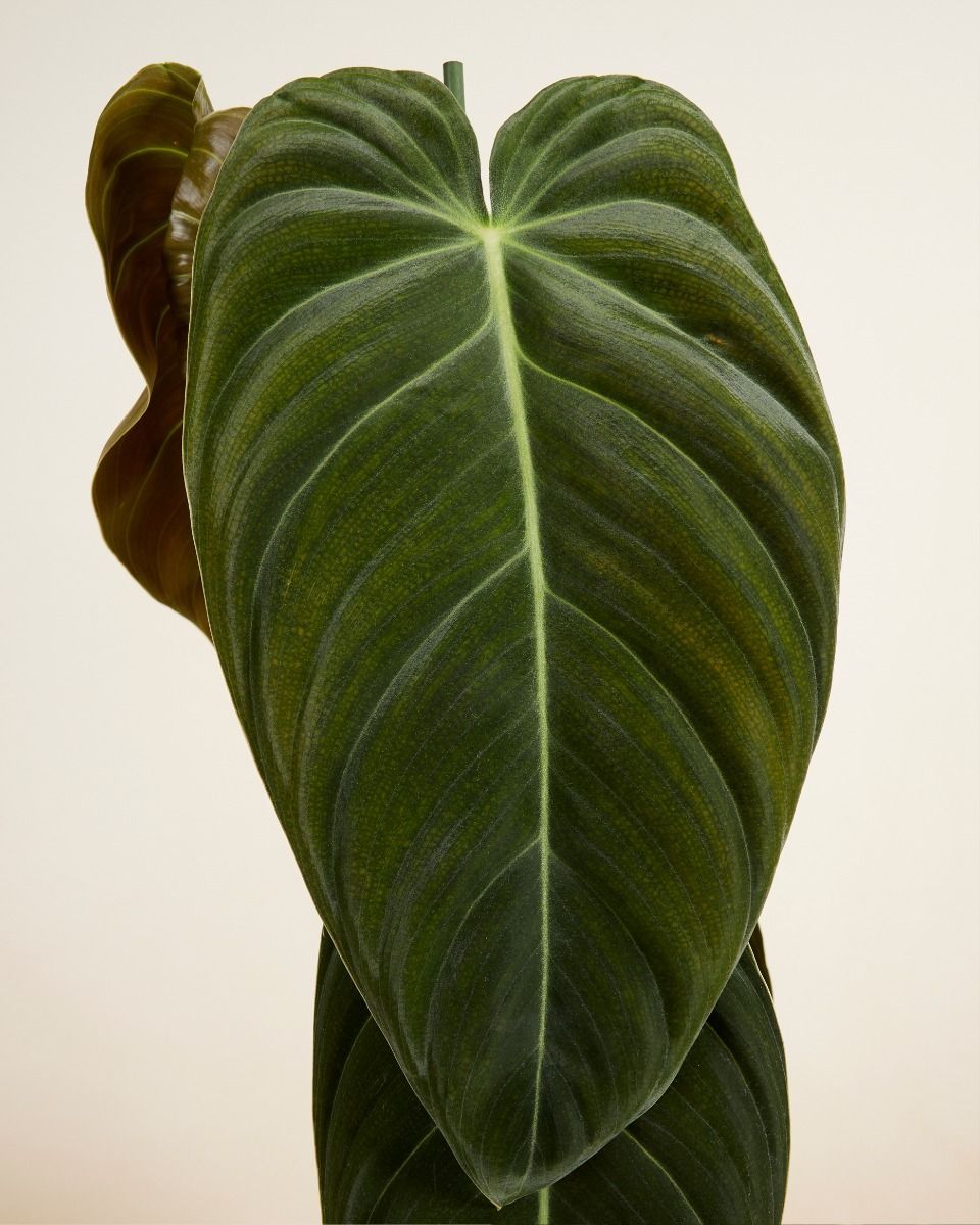 Philodendron Baumfreund Melanochrysum