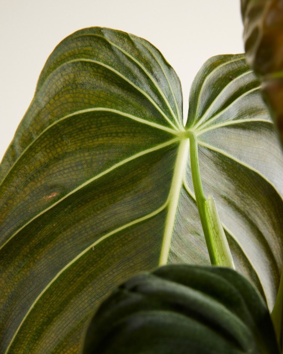 Philodendron Baumfreund Melanochrysum