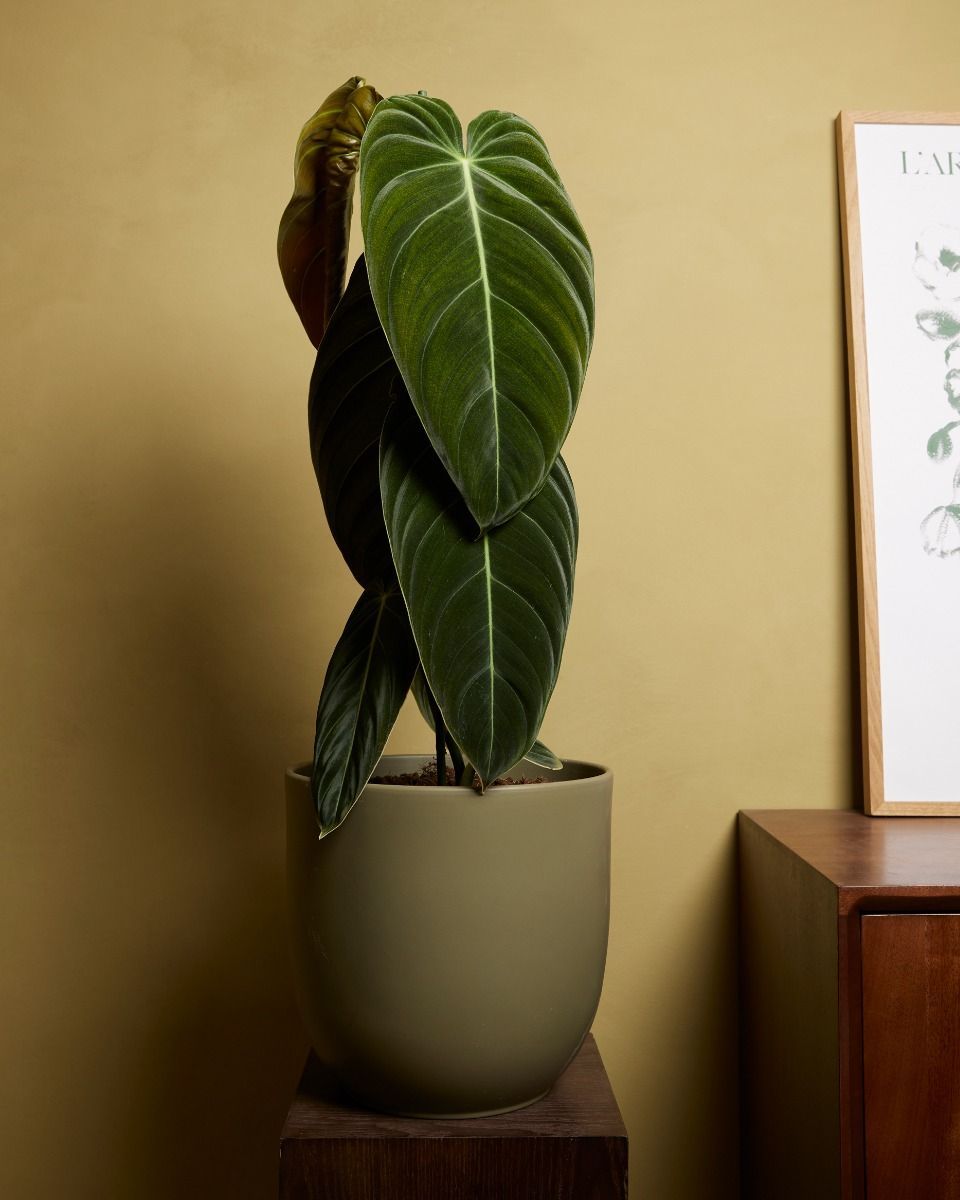 Philodendron Baumfreund Melanochrysum