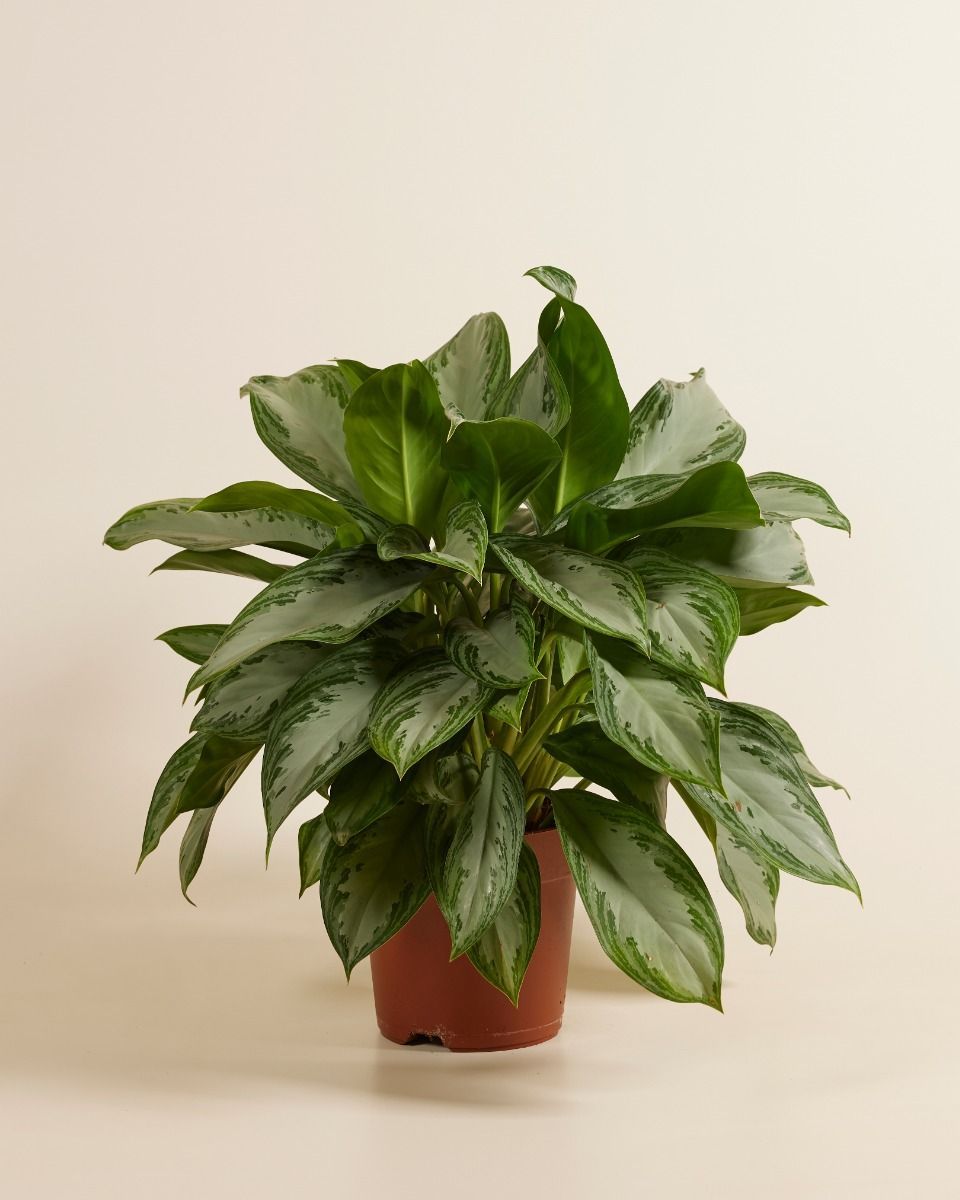 Aglaonema Kolbenfaden Kolbenfaden