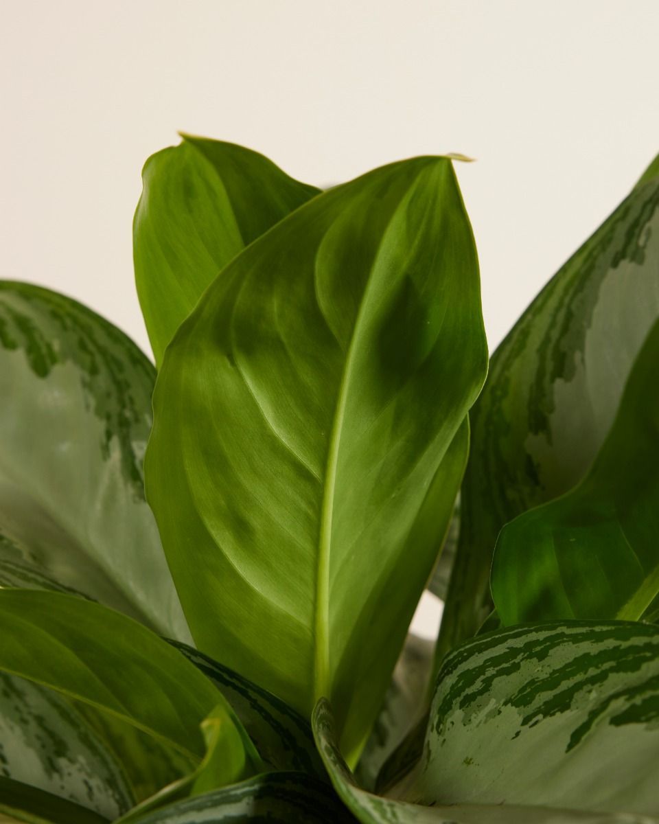 Aglaonema Kolbenfaden Kolbenfaden