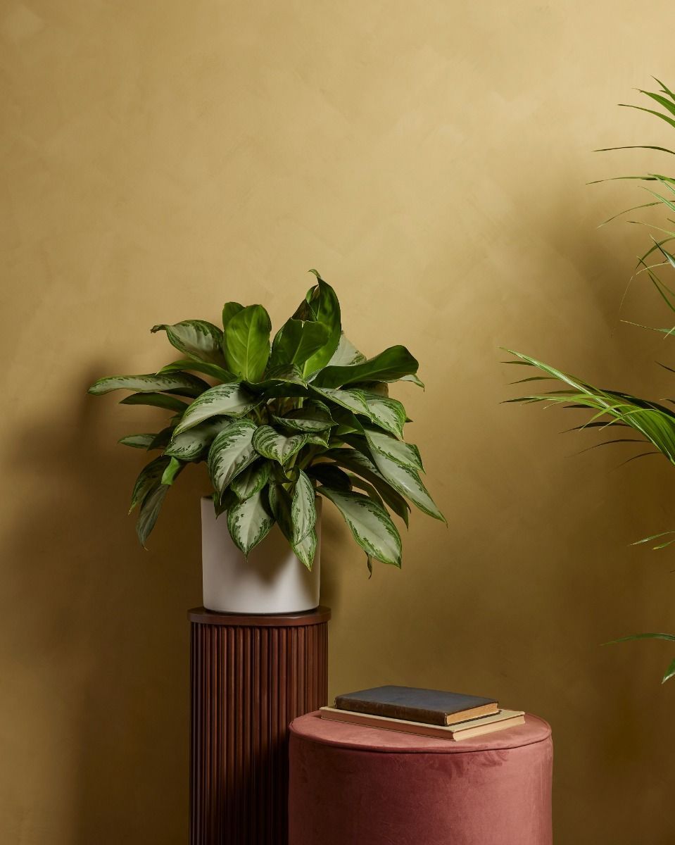 Aglaonema Kolbenfaden Kolbenfaden