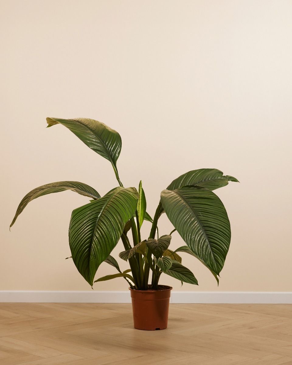 Spathiphyllum Einblatt Sensation