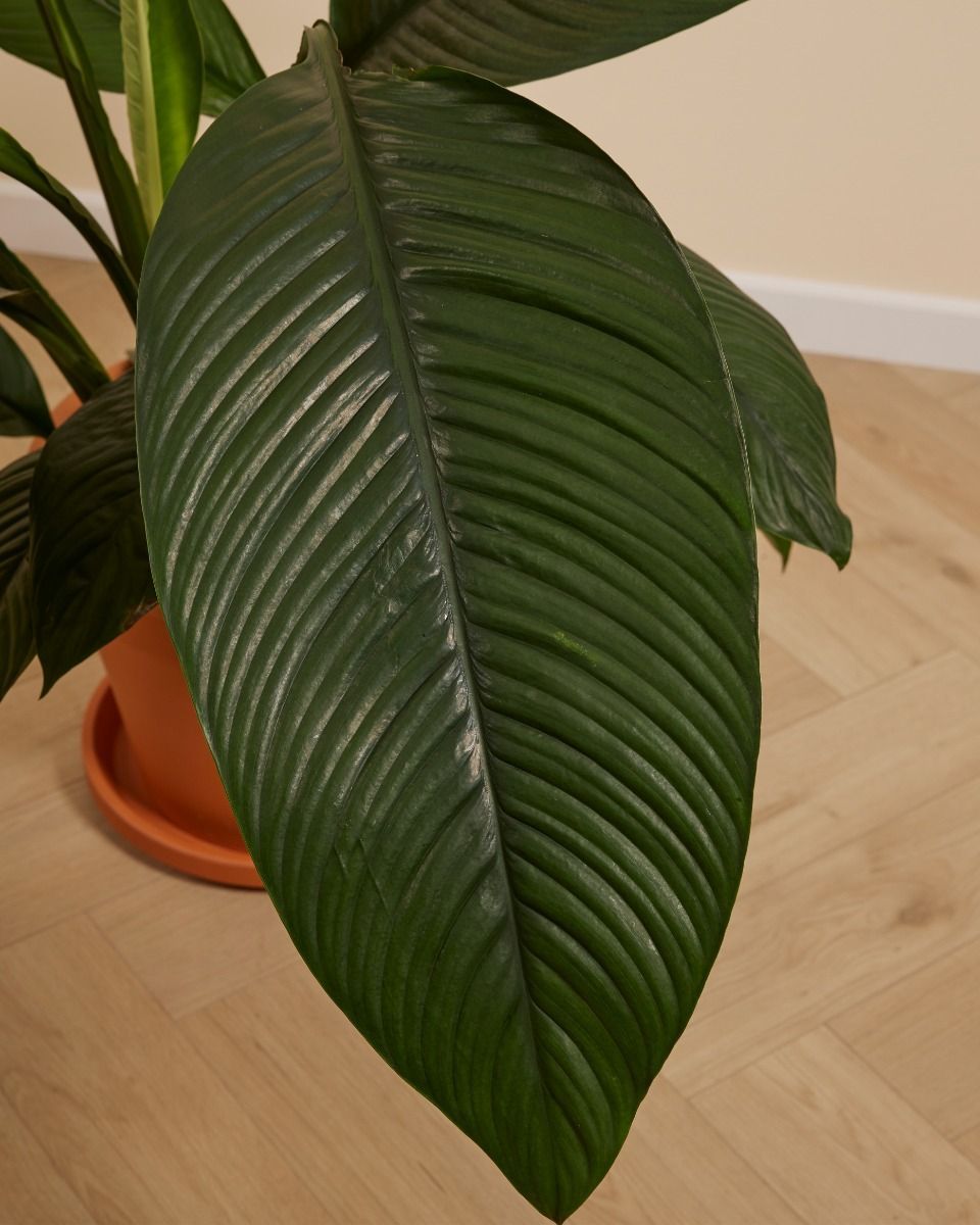 Spathiphyllum Einblatt Sensation