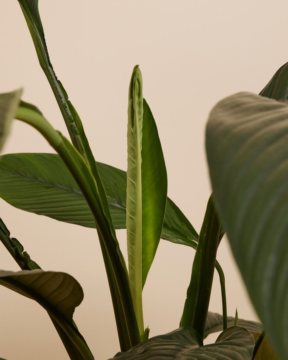 Spathiphyllum Einblatt Sensation