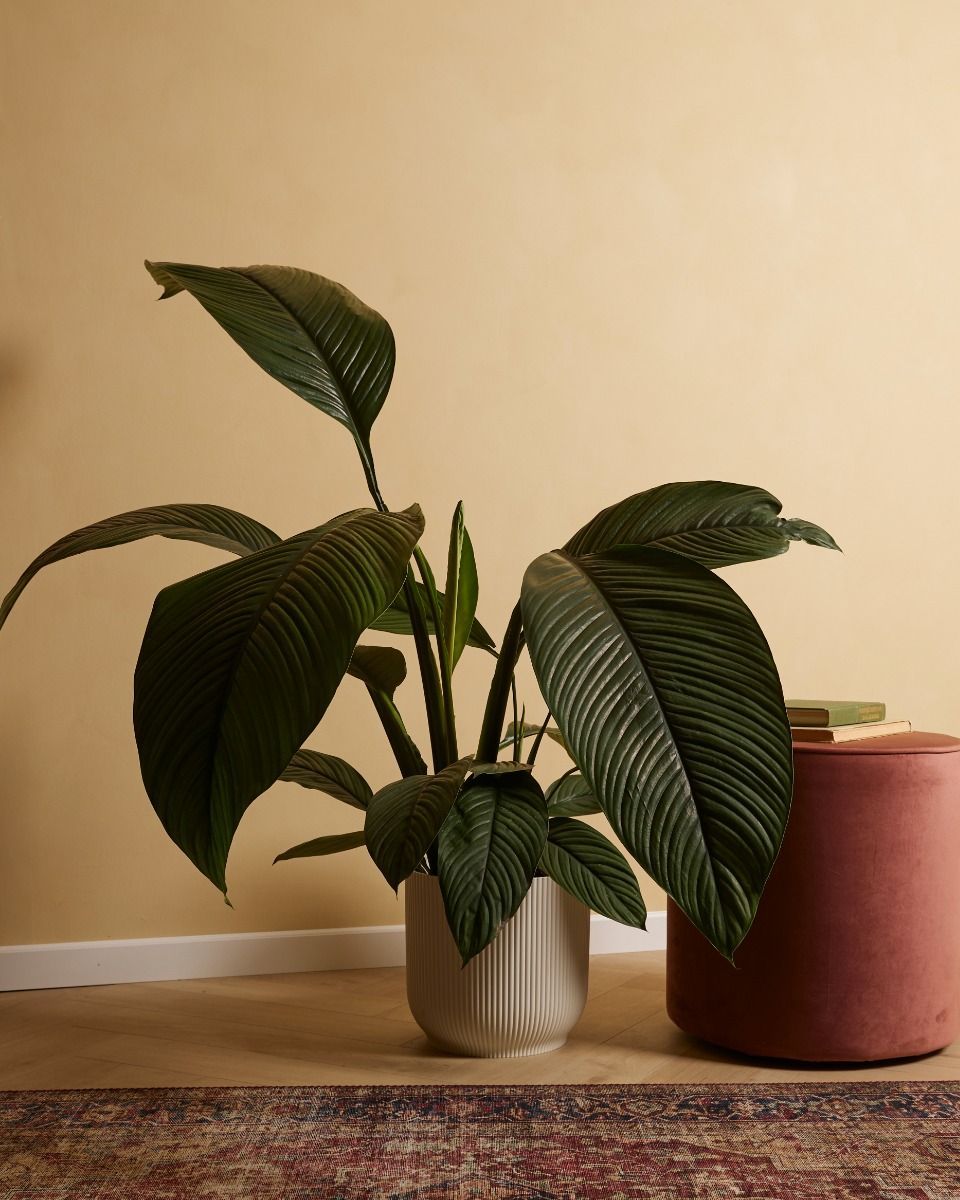 Spathiphyllum Einblatt Sensation