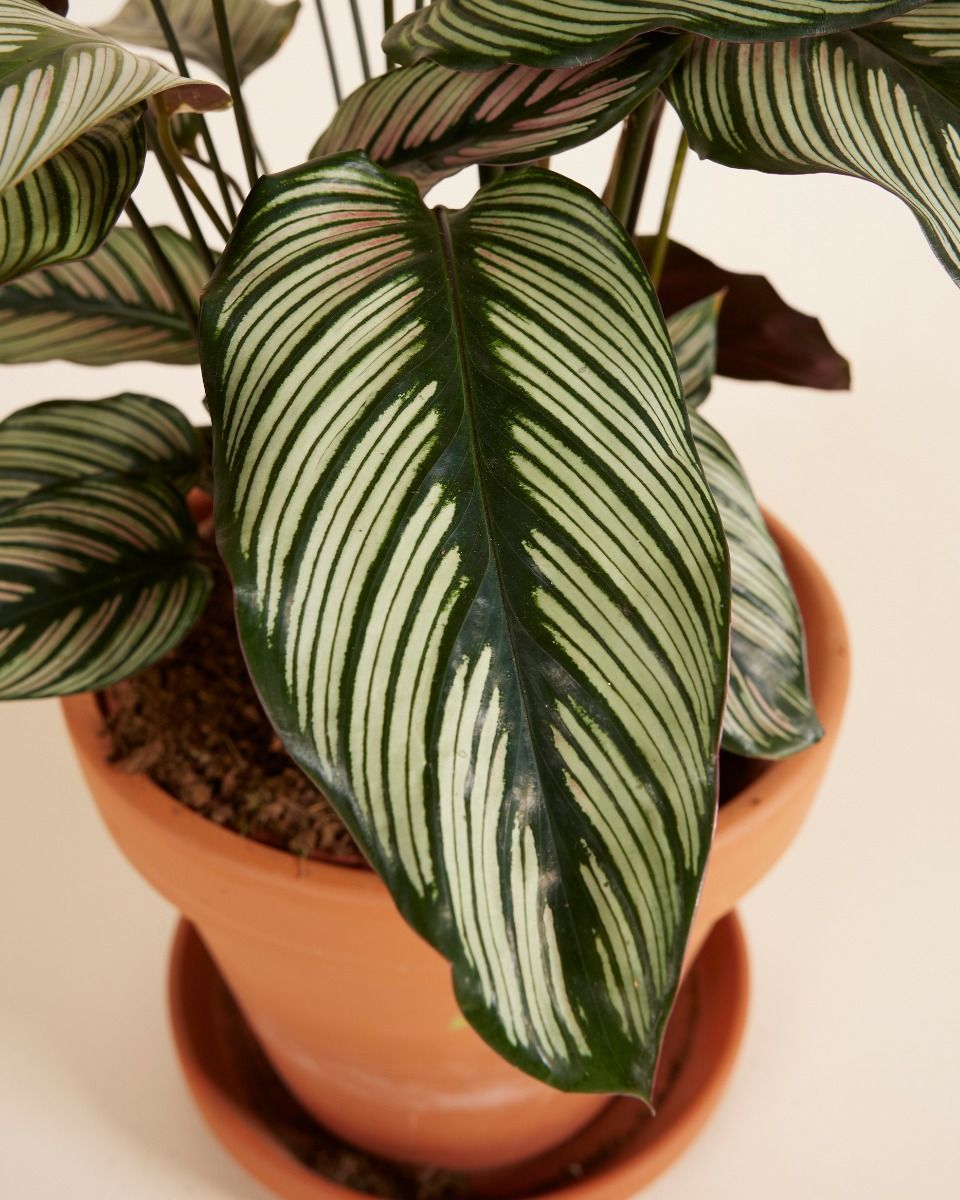 Calathea Pfeilwurze White Star