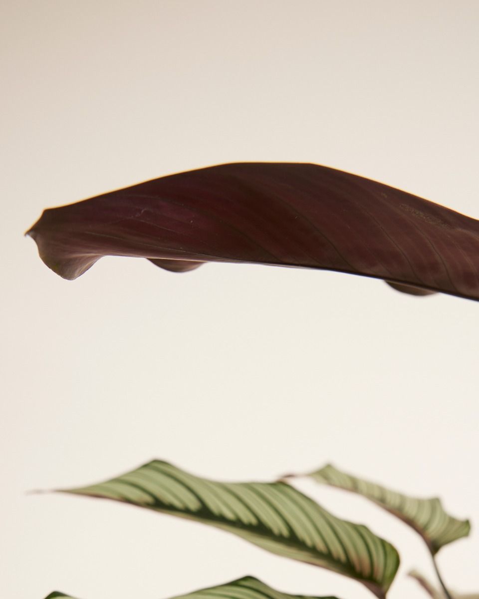 Calathea Pfeilwurze White Star