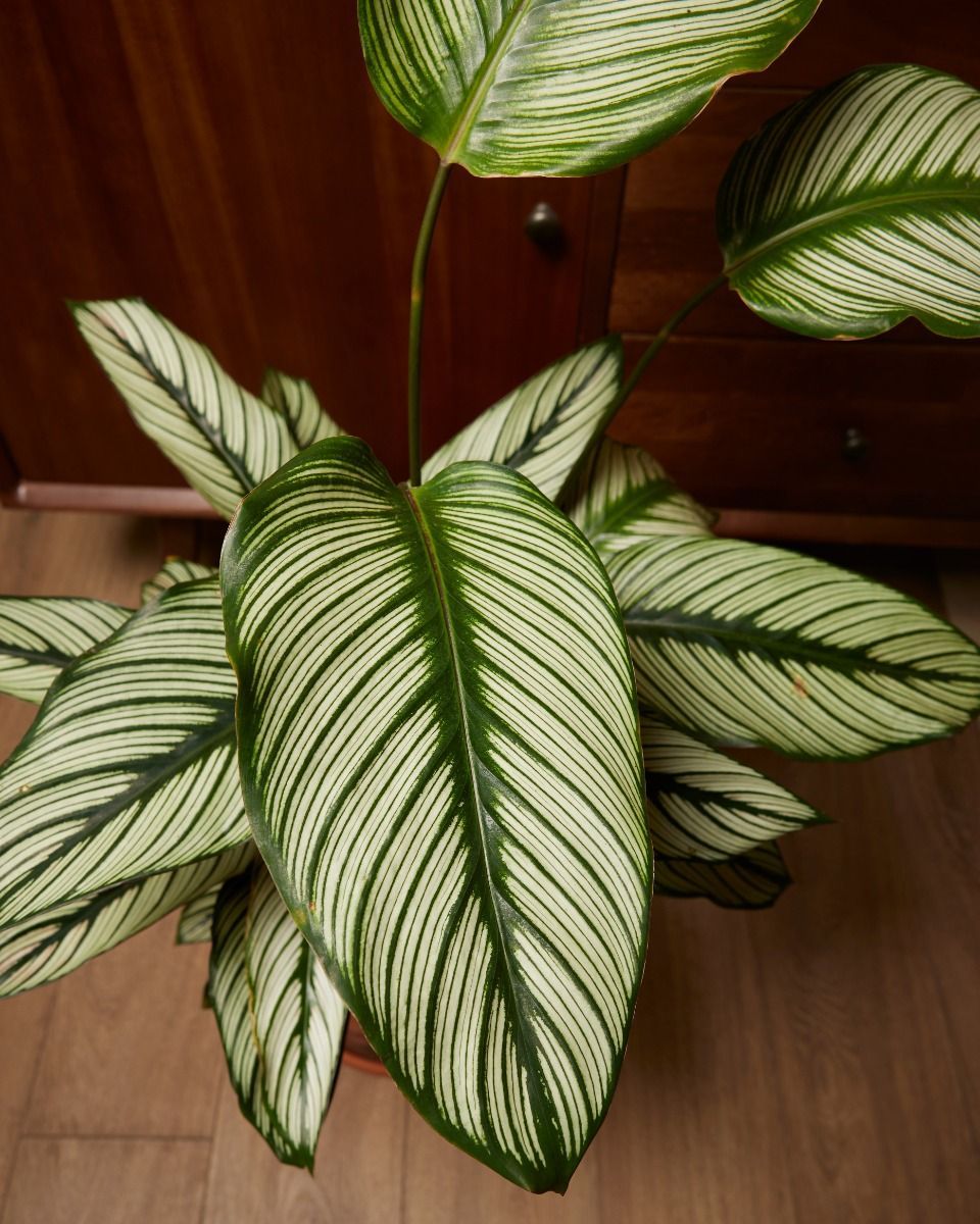 Calathea Pfeilwurze White Star