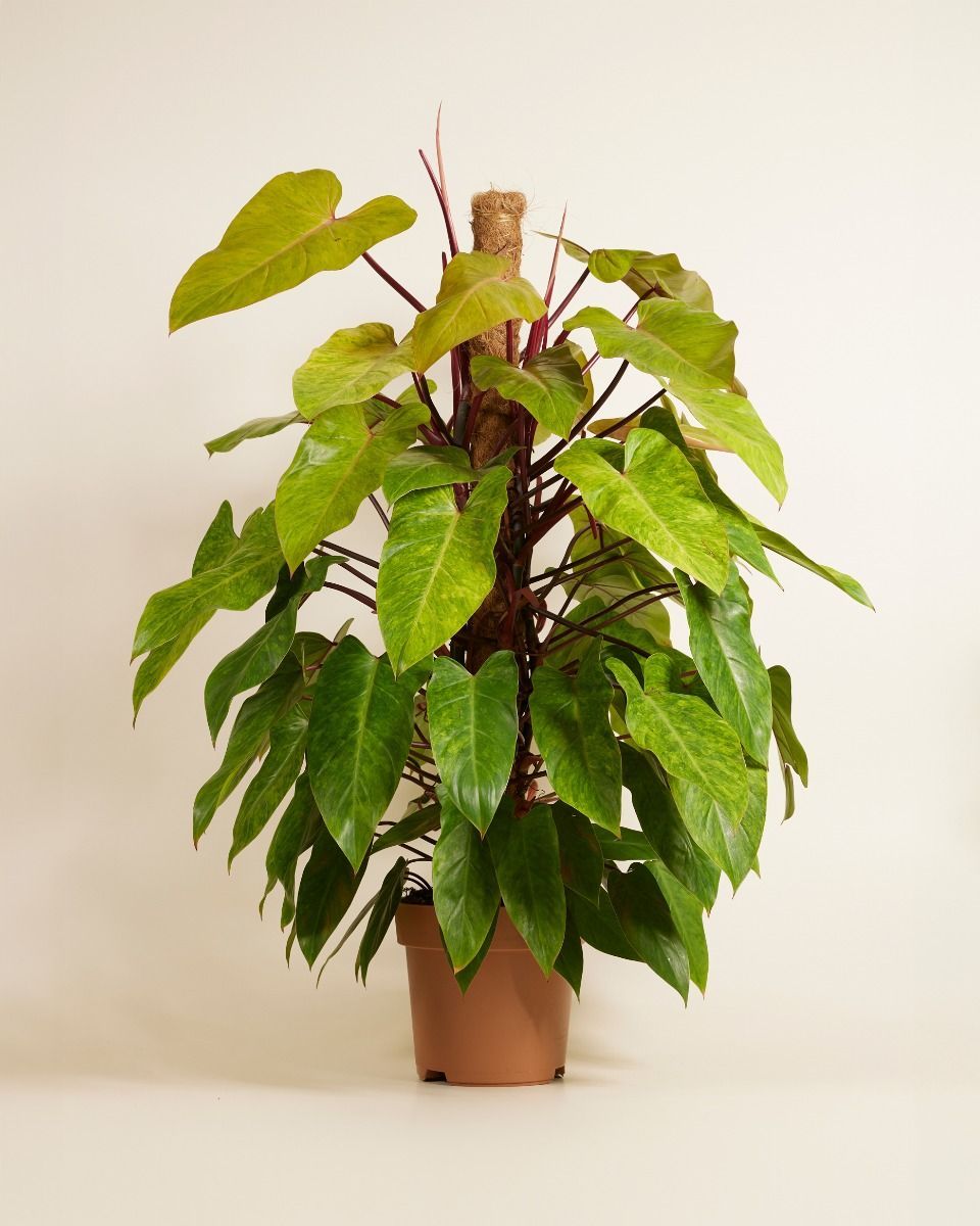 Philodendron Baumfreund Painted Lady