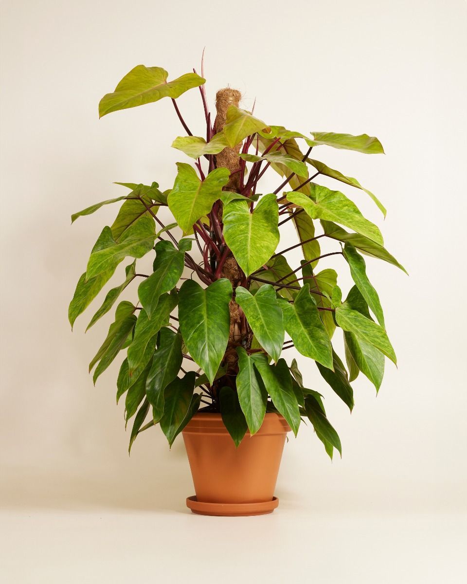 Philodendron Baumfreund Painted Lady