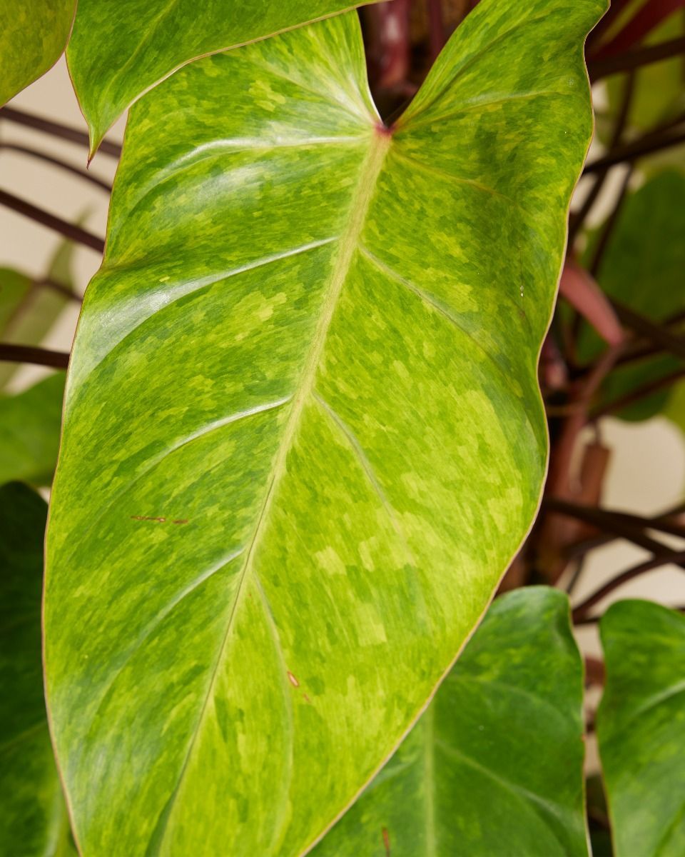 Philodendron Baumfreund Painted Lady
