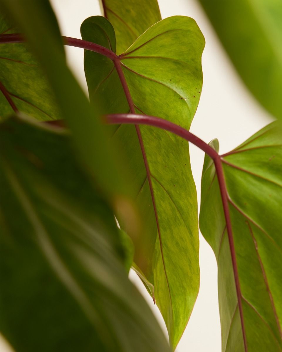 Philodendron Baumfreund Painted Lady