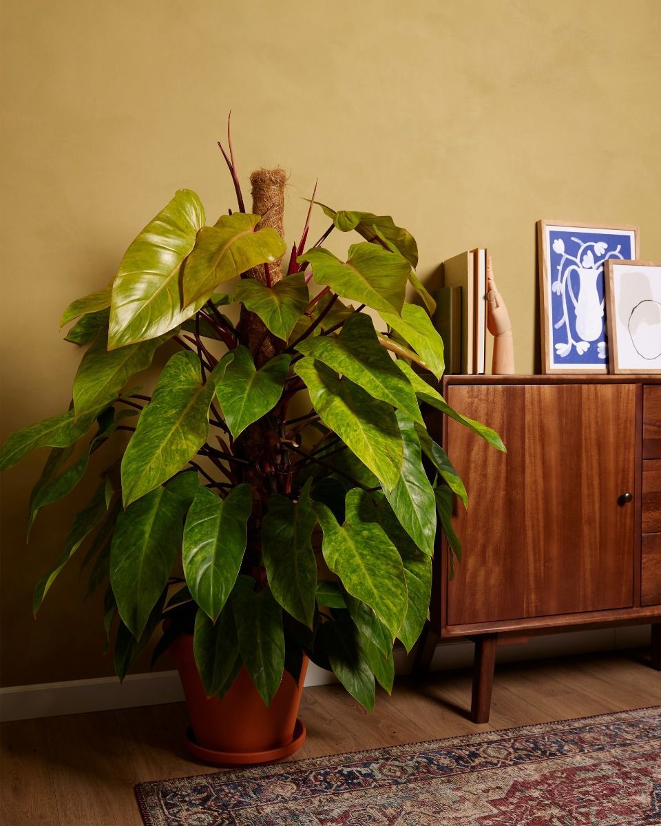 Philodendron Baumfreund Painted Lady