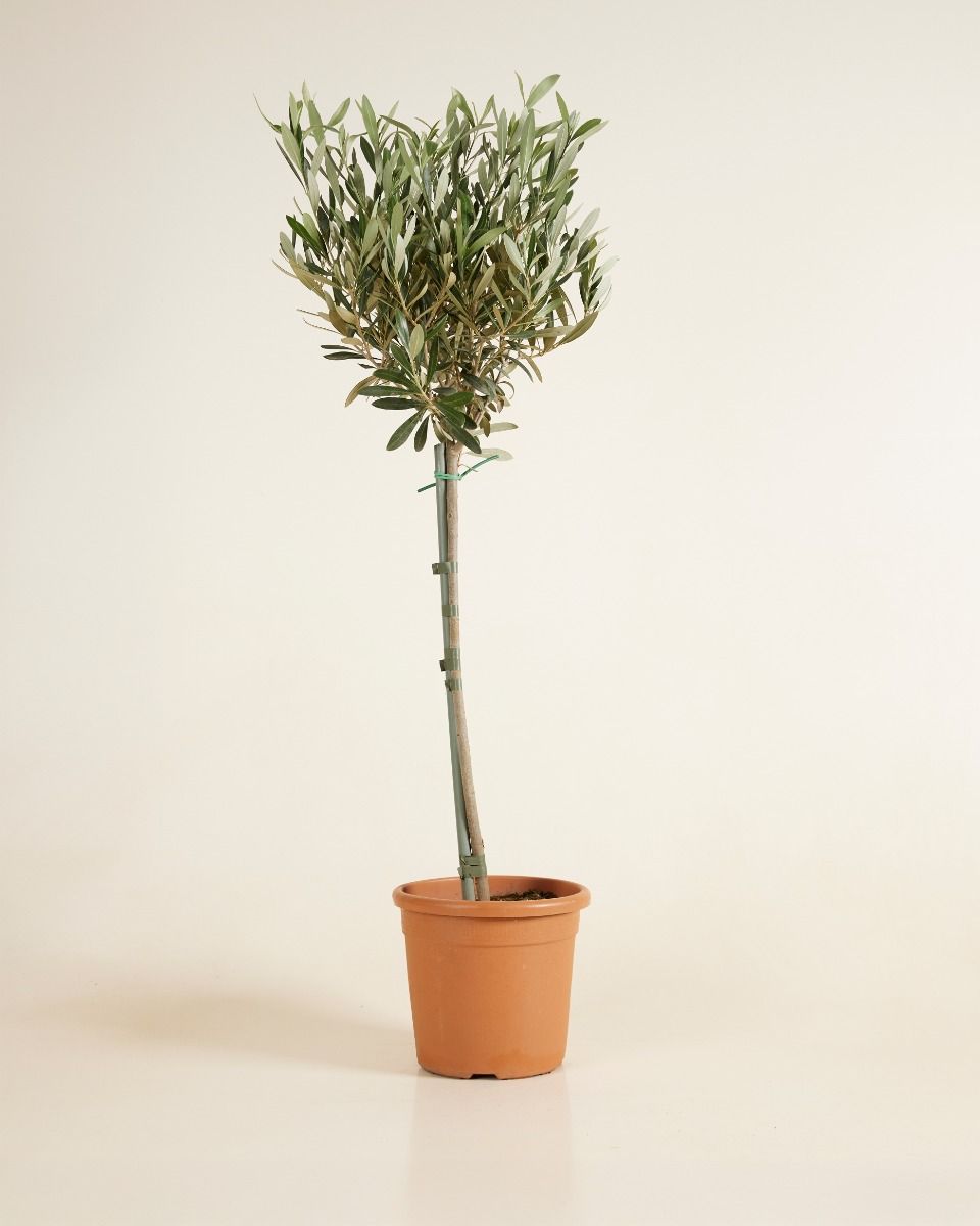 Olea Europaea