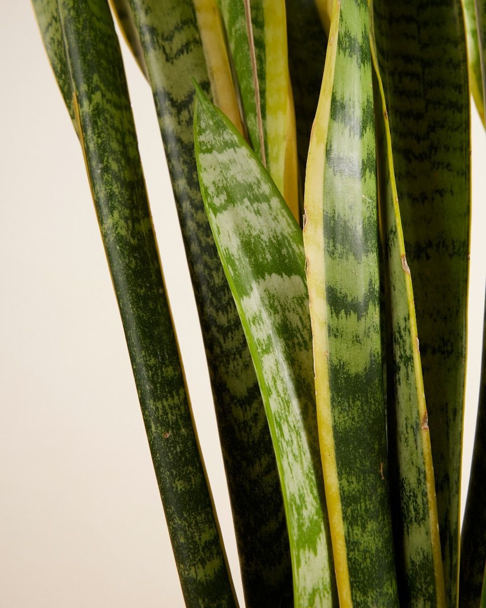 Sansevieria Laurentii