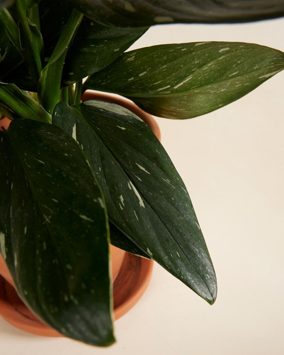 Philodendron Cobra