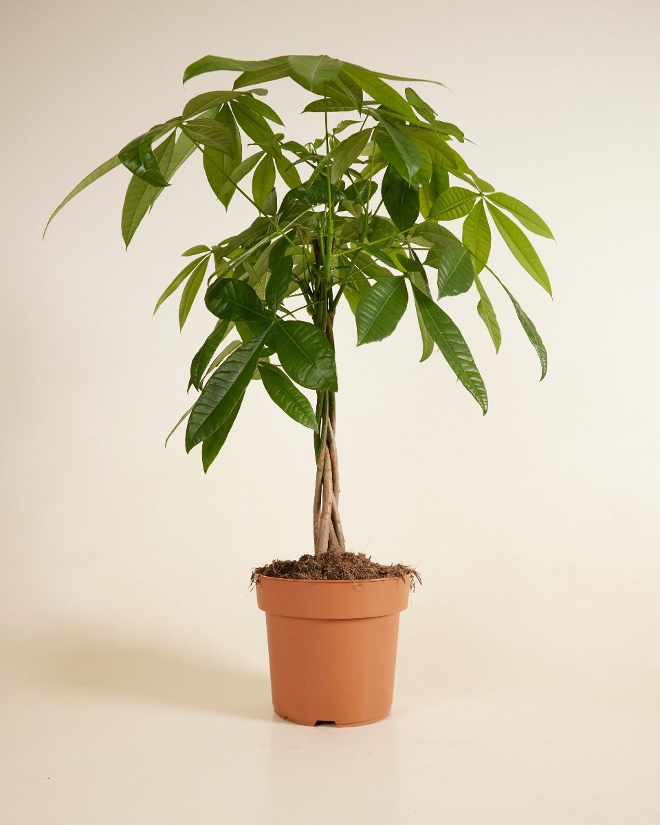 Pachira Money tree Aquatica