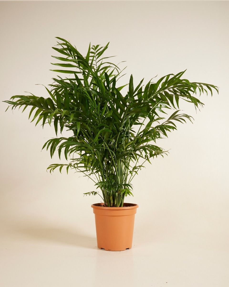 Chamaedorea Bergpalme Elegans