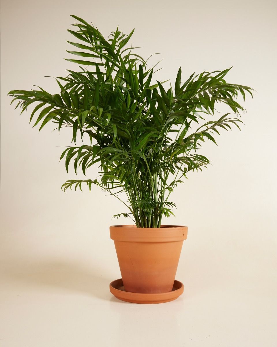 Chamaedorea Bergpalme Elegans