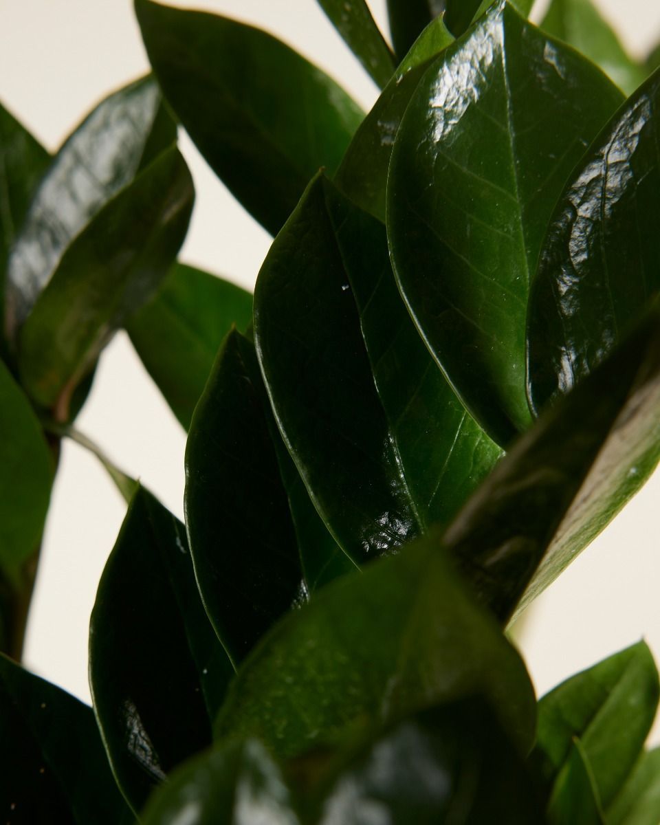 Zamioculcas Glücksfeder Zamiifolia