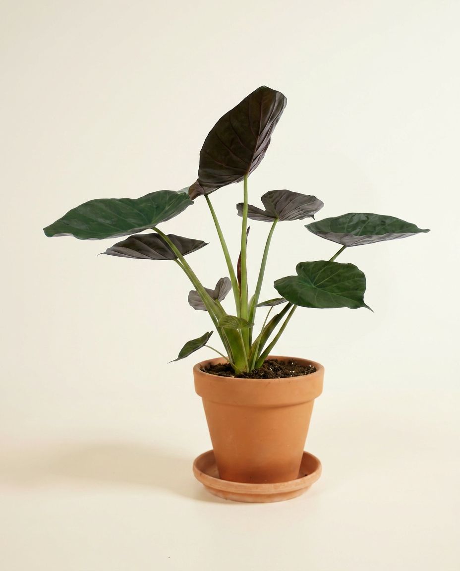 Alocasia Pfeilblätter Wentii