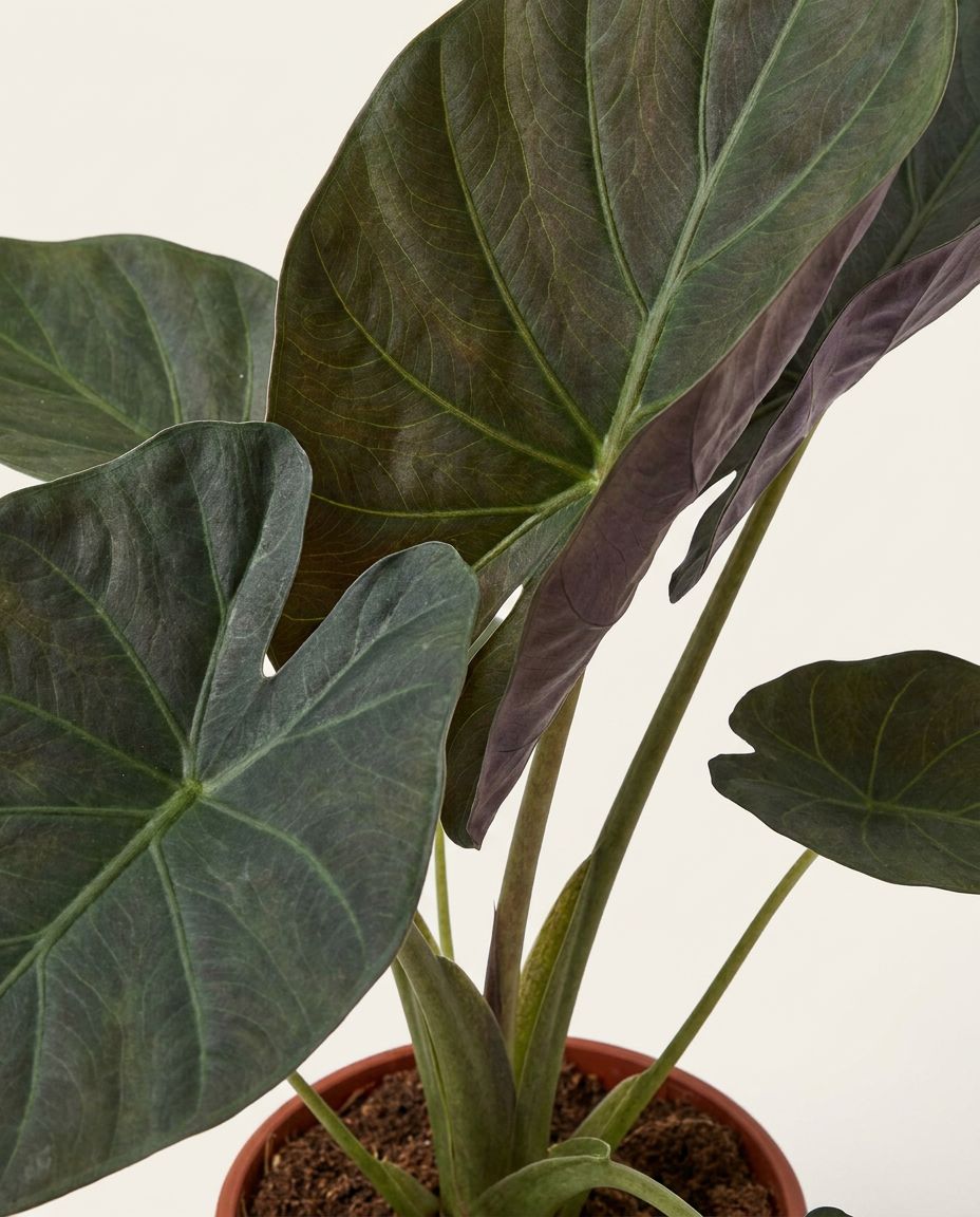 Alocasia Pfeilblätter Wentii