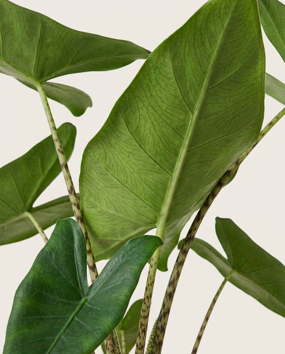 Alocasia Pfeilblätter Zebrina