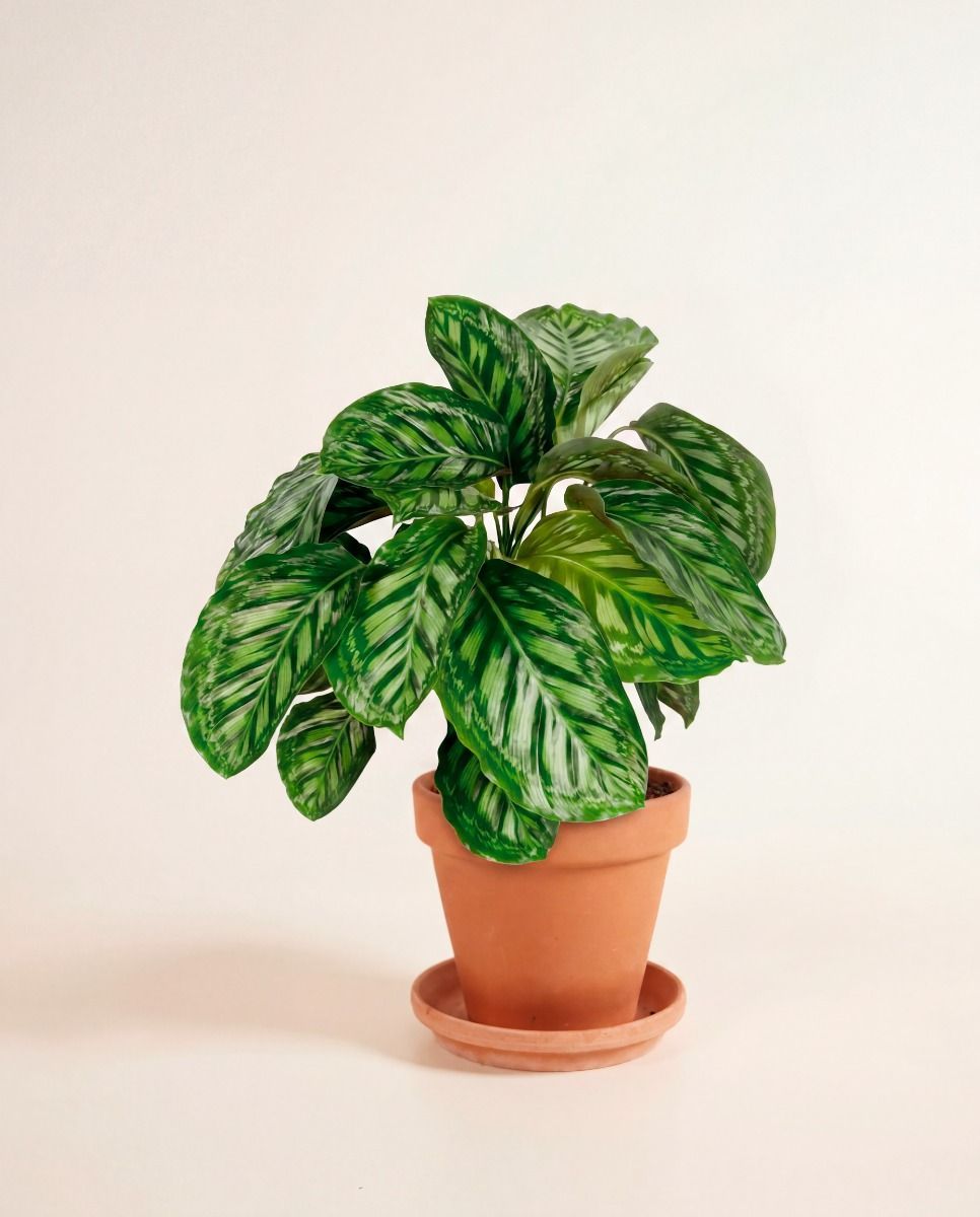 Calathea Pfeilwurz Flamestar