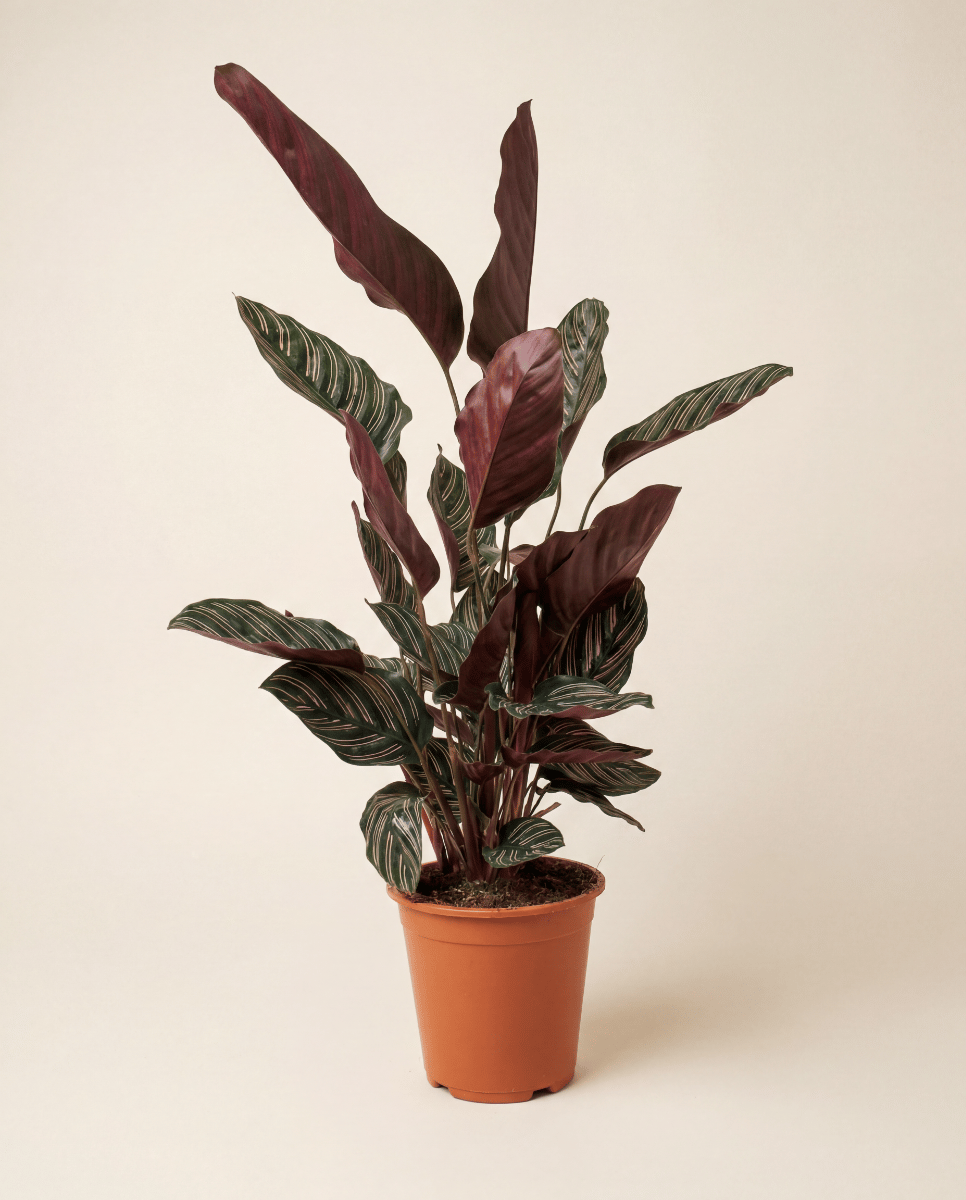 Calathea Pfeilwurz Ornata
