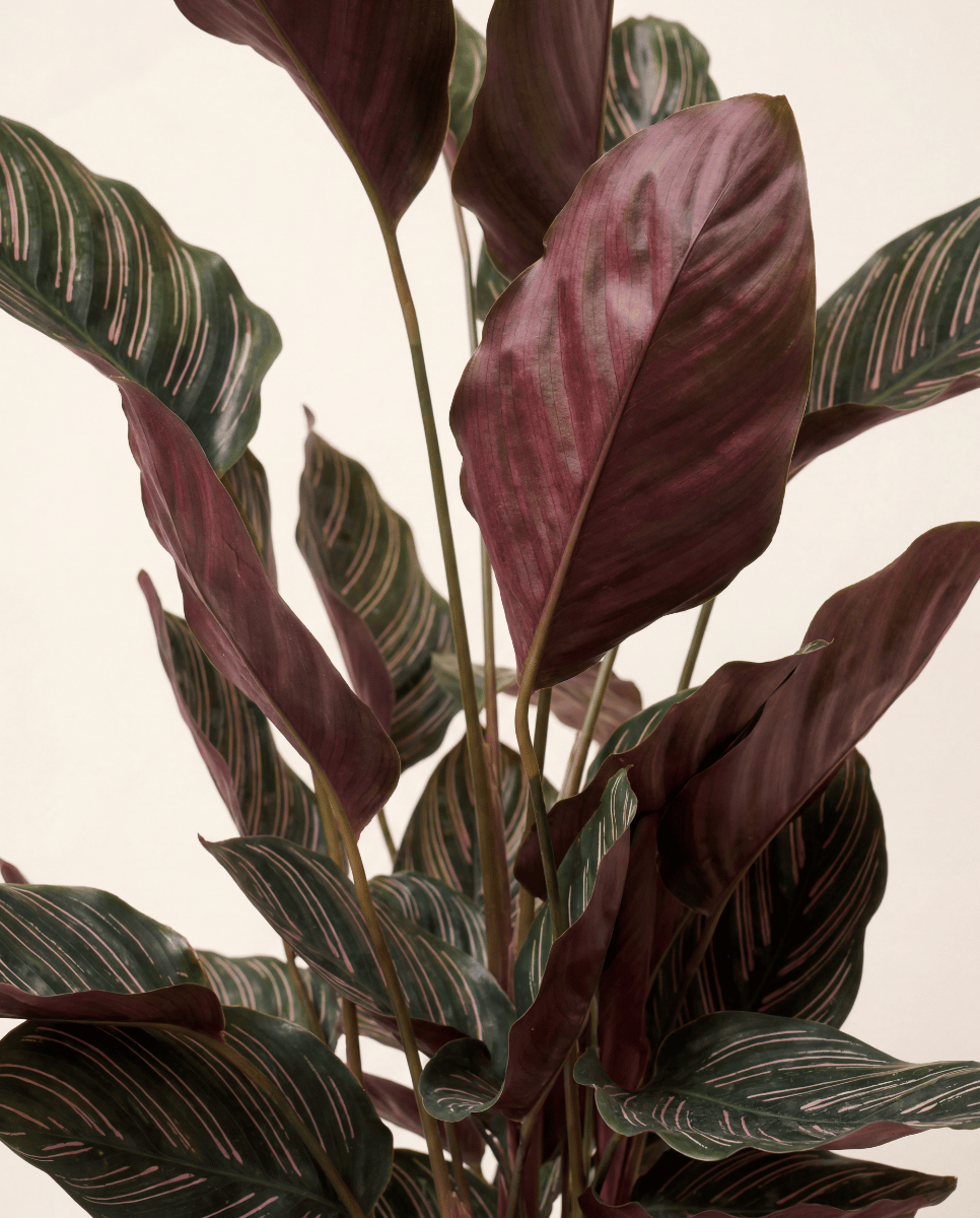 Calathea Pfeilwurz Ornata