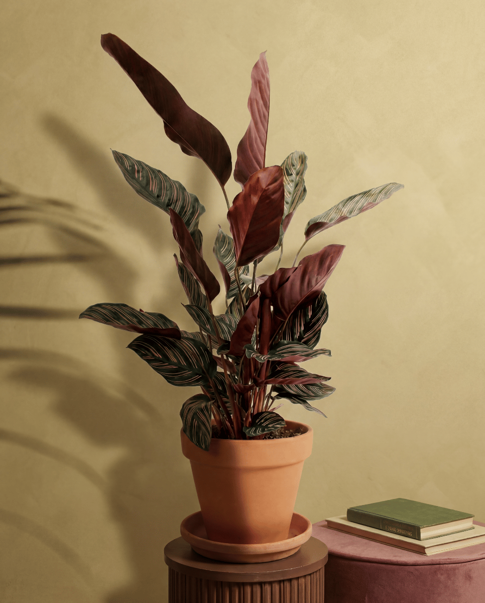 Calathea Pfeilwurz Ornata